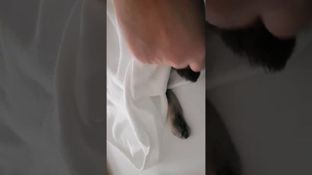 КОШКА СПИТ С ХОЗЯИНОМ !  ПОД БЕЛОЙ Простыней ????