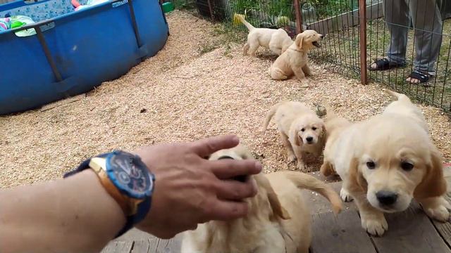 Сэмкины сестры и братья Золотистый ретривер Golden Retriver