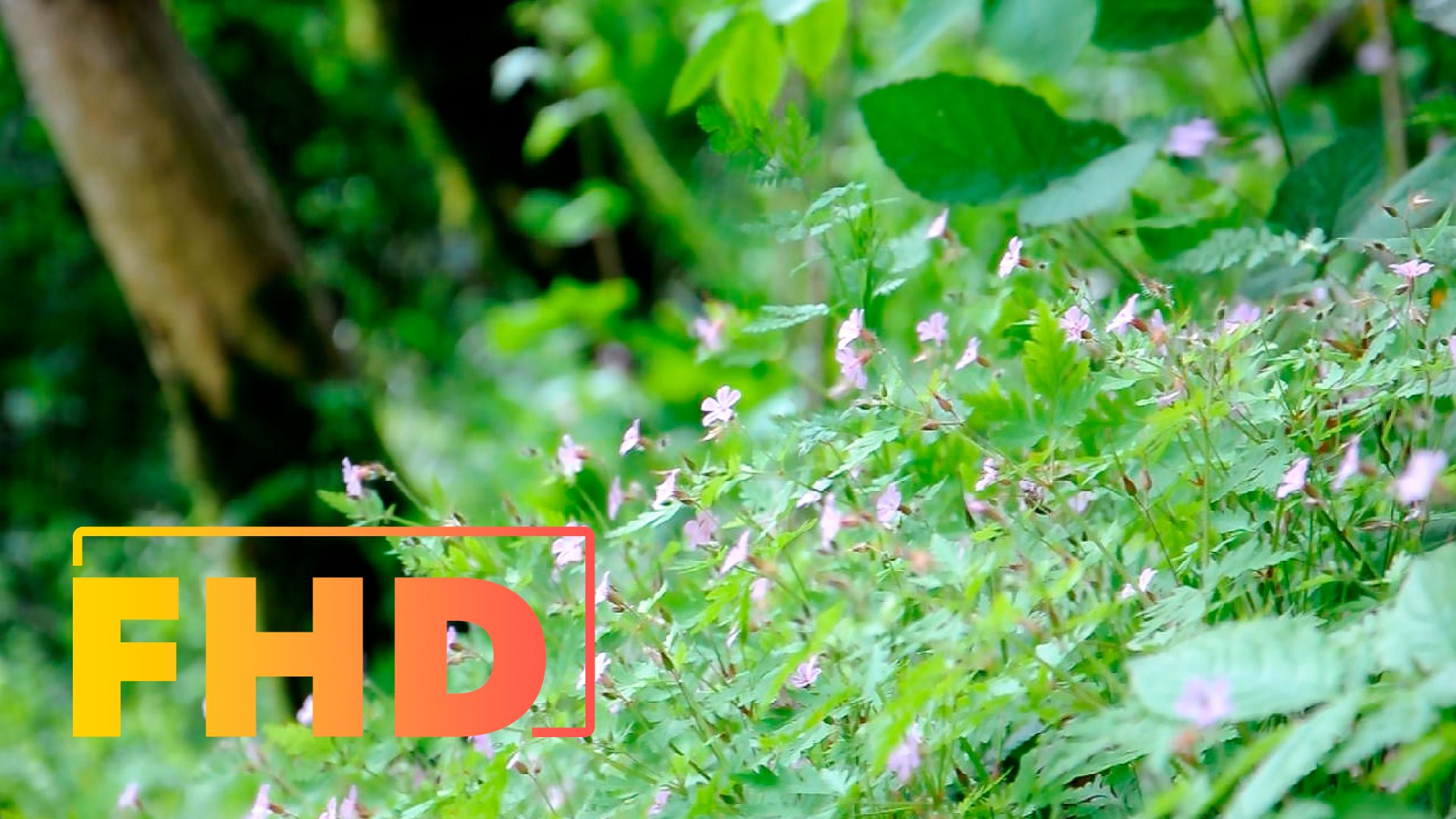 Тисо-самшитовая роща. Сочи. Видео для расслабления, сна и медитации. Relax, Meditation, Nature.