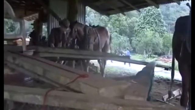 Бобков Виктор. Лошадь, как символ сельской жизни