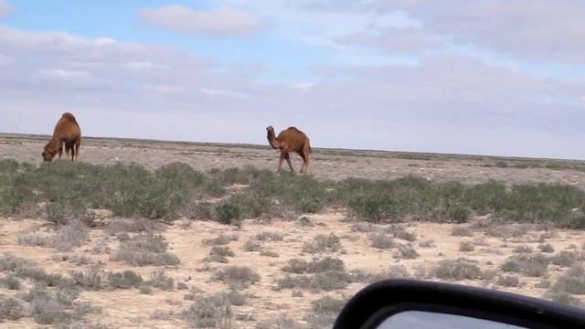 На Ниве через пустынный Устюрт к Аральскому морю