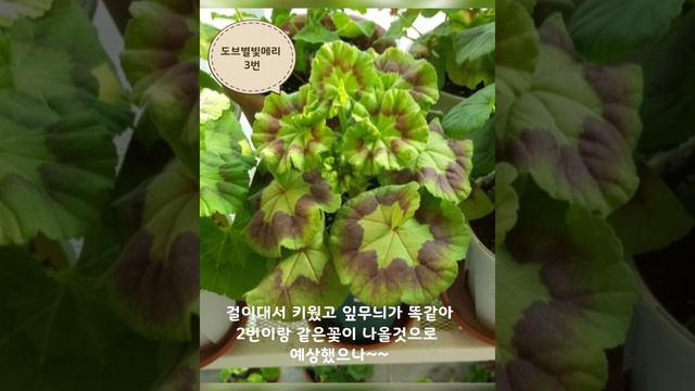 신비한 제라늄 파종의 세계~pelargonium 파종이야기(화질720으로)