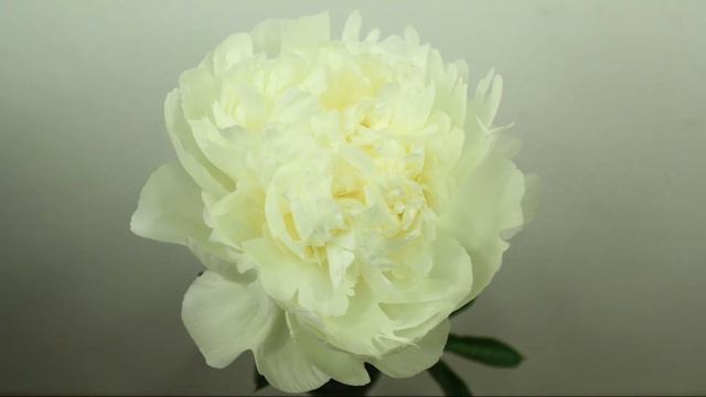 Peony Ivory Victory - Time Lapse