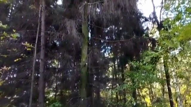 Деревенский дневник очень многодетной мамы. Обзор стрима.  Мама 11 детей принимаю поздравления.