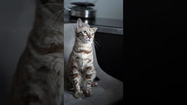 2498fda8048b9f8005fcc6d5774ea28e