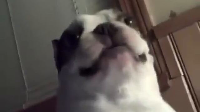 Собака прикол