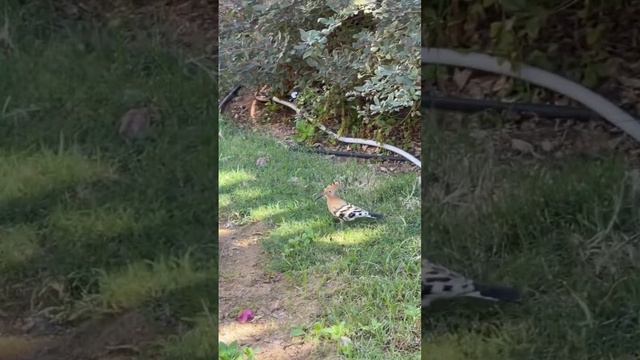 Птица счастья выбири меня - завтра будет лучше чем вчера 👍🏻