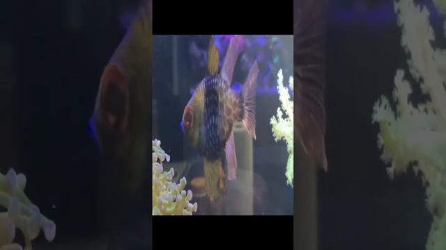 Aisay Janwar Jin Kay Pas Hain Superpowers | Animals With Superpowers