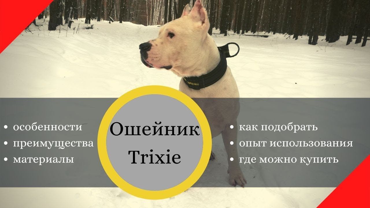 Ошейник, который нравится амстаффу. Подойдёт ли он твоей собаке?