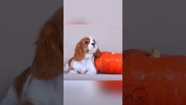 📞+7 (904) 525-86-64 ПРОДАЁТСЯ МАЛЬЧИК КАВАЛЕР КИНГ ЧАРЛЬЗ СПАНИЕЛЬ. Питомник 