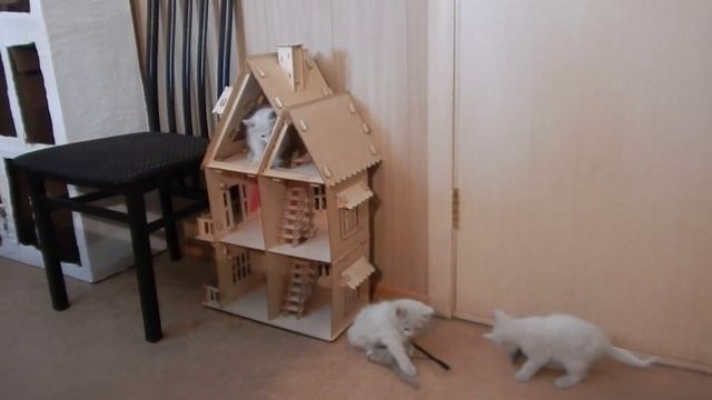 Четыре котенка и щенок Зоська.