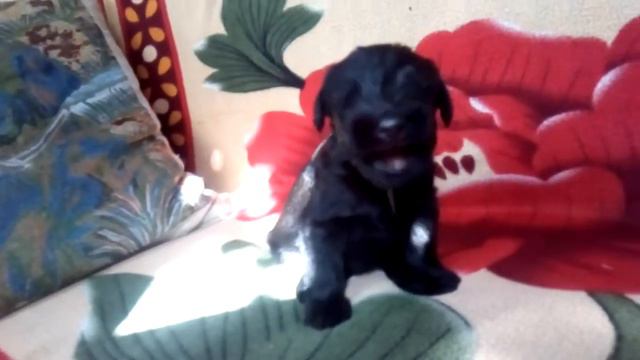 Питомник Роман-Кош. Салатовый кобель