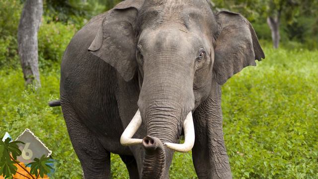 15 Smartest Animals