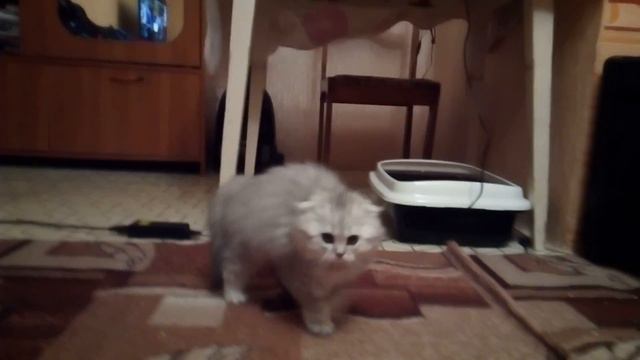 Борзый котенок