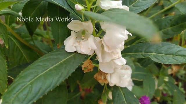 Most Beautiful Balsam Rose Flowers -Balsminaceae Impatiens - Busy Lizzy - Impatiens Walleriana..