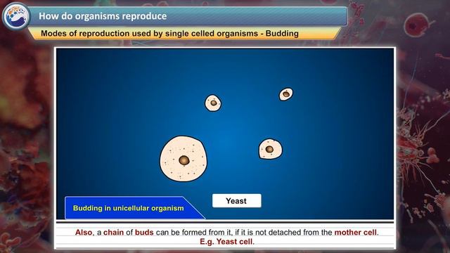 Chap 7 - How Do Organisms Reproduce II Class - 10 II CBSE II NCERT