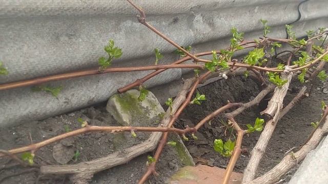 Виноград. Каналы. 2.05.2021.