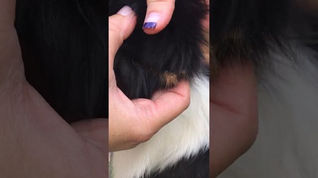 How To Glue An Australian Shepherd's Ears For Show