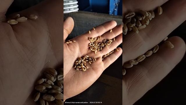 Видео работы от клиента СЗК 30 самоходный зерноочистительный комплекс,  Ростовская область