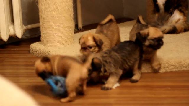 Пти-брабансон Мотя