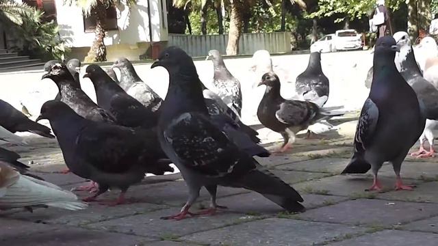 съёмка свадеб в Сочи