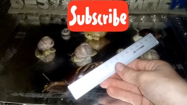 У меня пополнение ещё одна гиганскоя улитки ахатина