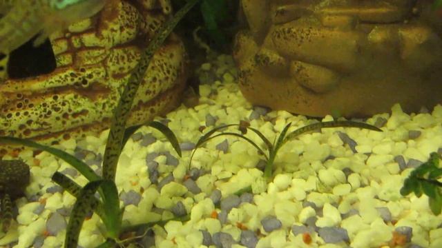 Таинственная улитка в аквариуме