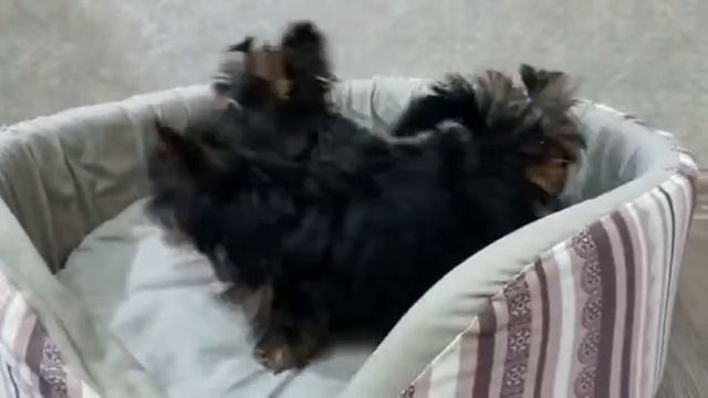 #йоркширский_терьер