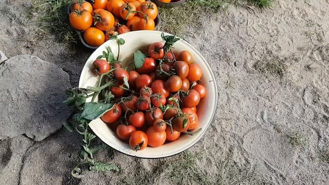 20 сентября. Продолжаем работу в теплице, убираем урожай в саду.