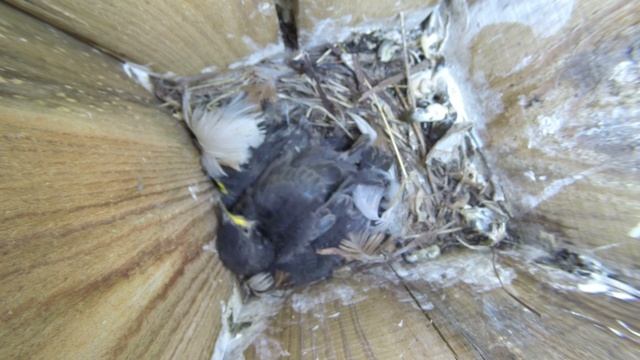 Скворец 170429 1 в Скворечние в саду Скворчата 8