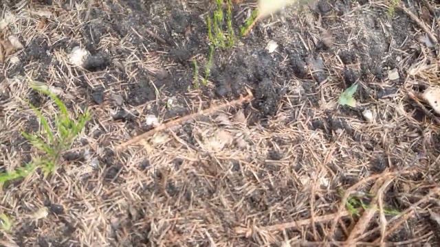 Необычная подкормка голубики 2 в 1