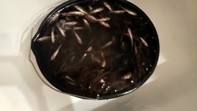 Ездили ловить на мормышку,а поймали рыбу руками.