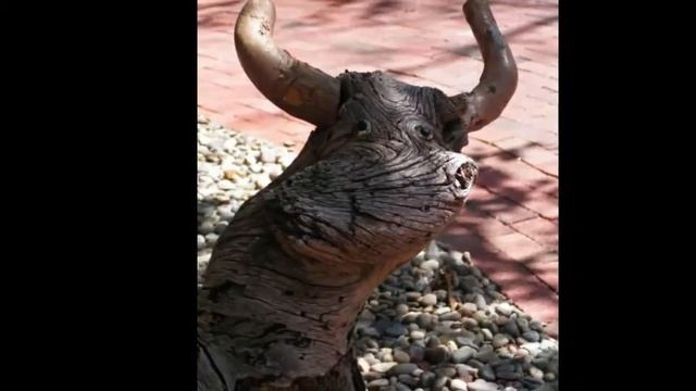 Деревья похожи на людей ЧУДЕСА ПРИРОДЫ Причудливые деревья мира Необычные деревья