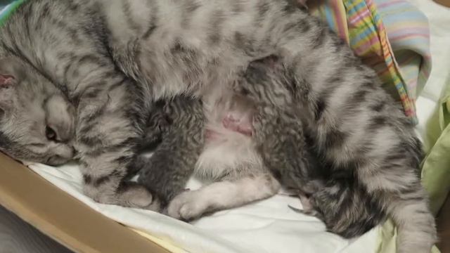 Шотландская кошка с новорожденными котятами Scottish Straight Cat