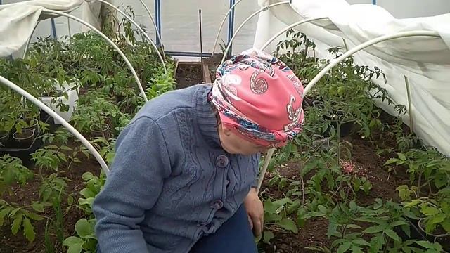 ЧТО-ТО СТРАННОЕ ПРОИСХОДИТ В ТЕПЛИЦЕ! ВПЕРВЫЕ СТОЛКНУЛАСЬ С ТАКОЙ ПРОБЛЕМОЙ!
