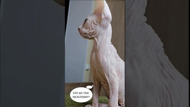 2f58d0fea9f43ecaafd31ad3b43fd17d