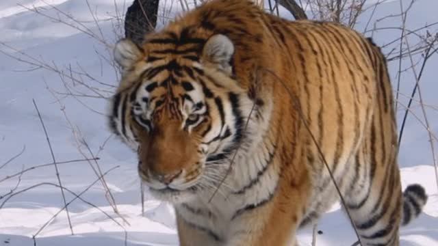 03df07fa933208ac4ff6735eddb9e818