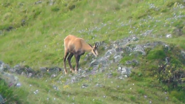 ? КАВКАЗСКИЙ ЗАПОВЕДНИК - поход на учет туров и серн. Гора Тыбга