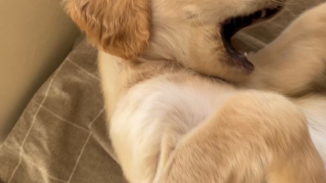 Собачка Габи проснулась