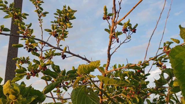 57835fcd1e9cdf52218b9a37266ccc81