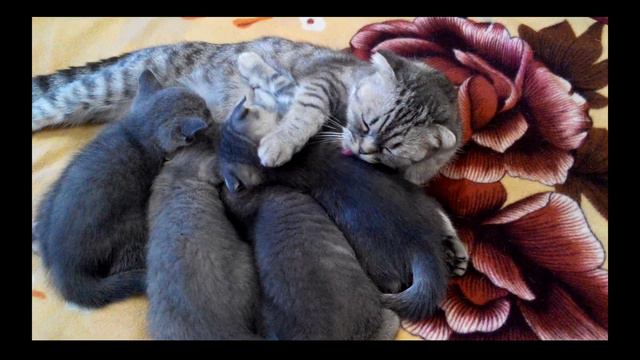 Шотландские вислоухие котята с мамой