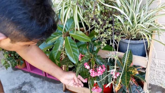 My Outdoor Plant Tour - 100+ Outdoor Plants Collection!