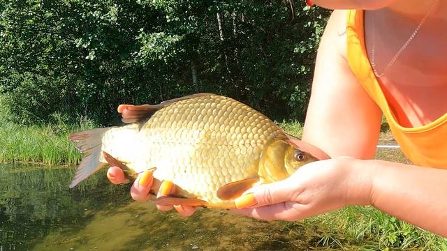 Ловля линя,карася,карпа. Лето 2022.