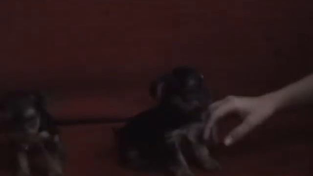 Щенки йоркширского терьера