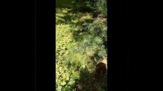 Лес, что полон маленьких чудес