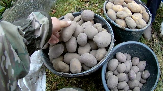 БЕЛАРУСКИЙ КАРТОФЕЛЬ  ОБЗОР НАШИХ СОРТОВ