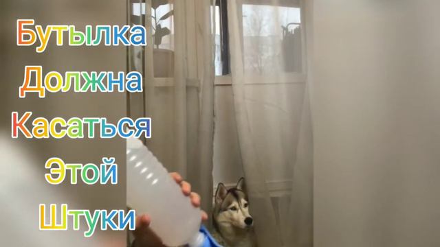 HUSKY обзор на новый ханнен Поильник для собак