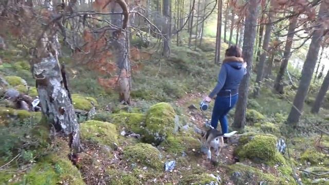 В Финляндию с собакой (часть 2) - Национальный парк Коловеси (Kolovesi)