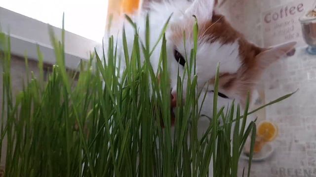 Как Домашний Кот Хрумкает Травку
