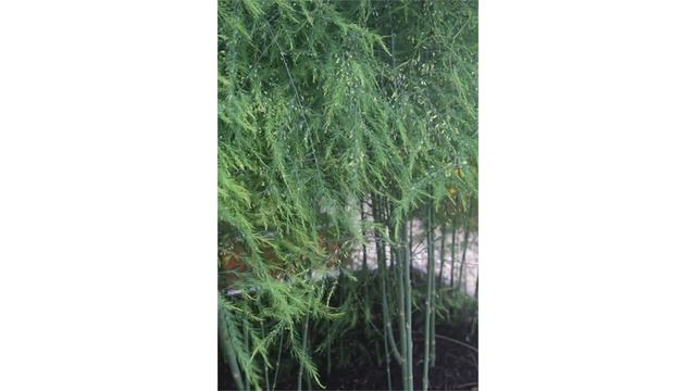 How To Store Asparagus